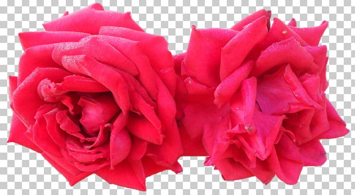 Garden Roses Cabbage Rose Cut Flowers Petal PNG, Clipart, Belur Math, Cut Flowers, Darshan, Flower, Flowering Plant Free PNG Download