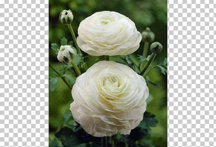 Persian Buttercup Flower Perennial Plant Bulb Seed PNG, Clipart, Bulb, Buttercup, Cut Flowers, Floral Design, Floribunda Free PNG Download