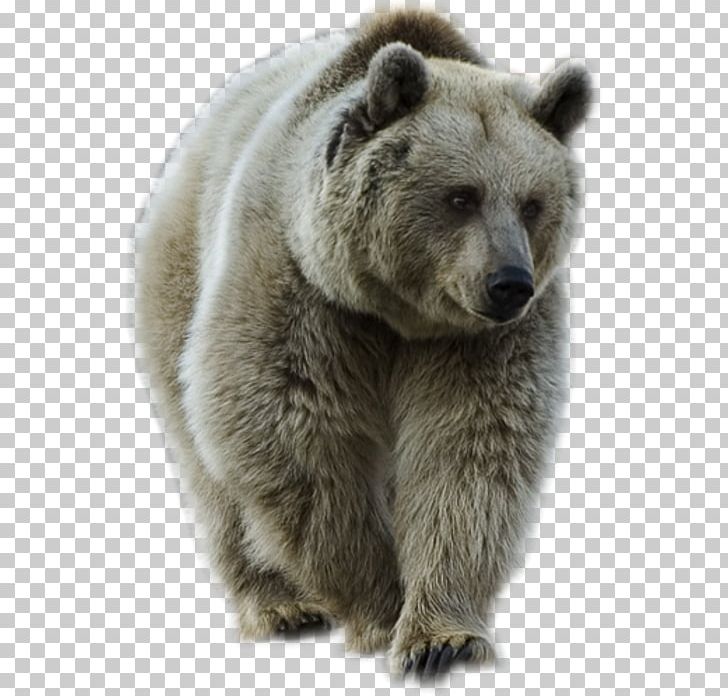 Brown Bear PNG, Clipart, Animals, Bear, Brown Bear, Carnivoran, Desktop Wallpaper Free PNG Download