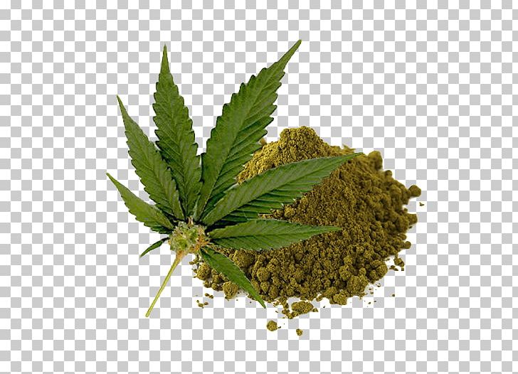 Cannabis Sativa Legality Of Cannabis Legalization Medical Cannabis PNG, Clipart, Cannabidiol, Cannabis, Cannabis Cultivation, Cannabis Sativa, Drug Free PNG Download