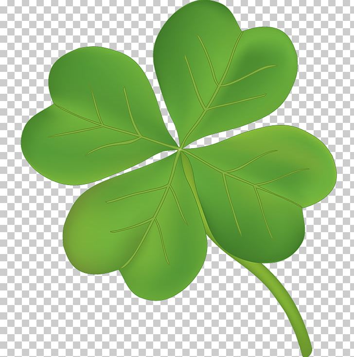 Gesub.Vrije Basisschool Four-leaf Clover Photography PNG, Clipart, Clover, Drawing, Flowers, Fourleaf Clover, Gesubvrije Basisschool Free PNG Download