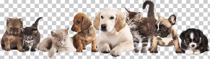 Puppy Pet Sitting Dog Kitten PNG, Clipart, Adoption, Animal, Animal Figure, Animal Rescue Group, Animals Free PNG Download
