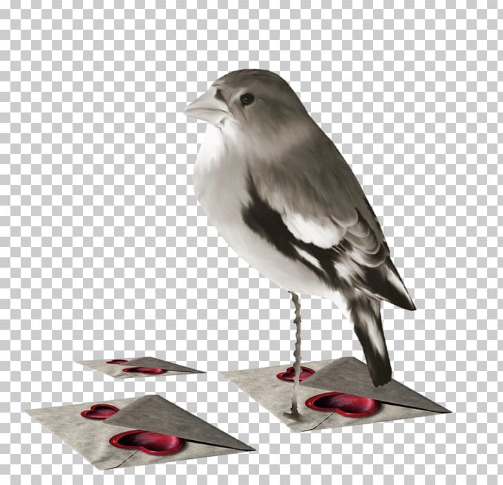Bird Animal PNG, Clipart,  Free PNG Download
