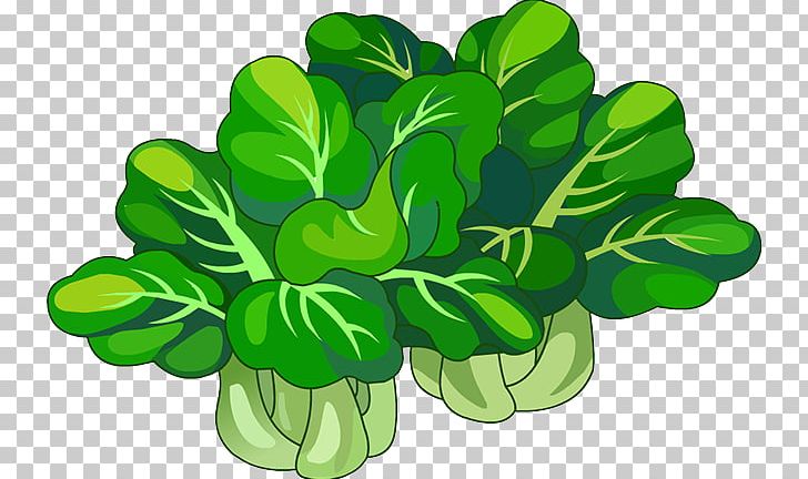 Chinese Cabbage Leaf Vegetable Napa Cabbage PNG, Clipart, Brassica Oleracea, Cabbage, Chinese, Chinese Border, Chinese Cabbage Free PNG Download