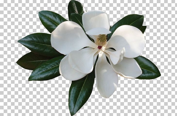 Magnolia PNG, Clipart, Cut Flowers, Download, Flower, Flowering Plant, Gratis Free PNG Download