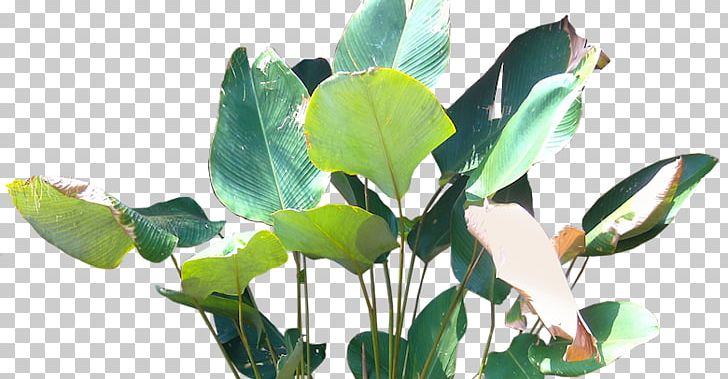 Roof Hyophorbe Lagenicaulis Evergreen Tree Calatheas PNG, Clipart, Arecaceae, Blue Spruce, Branch, Calatheas, Evergreen Free PNG Download