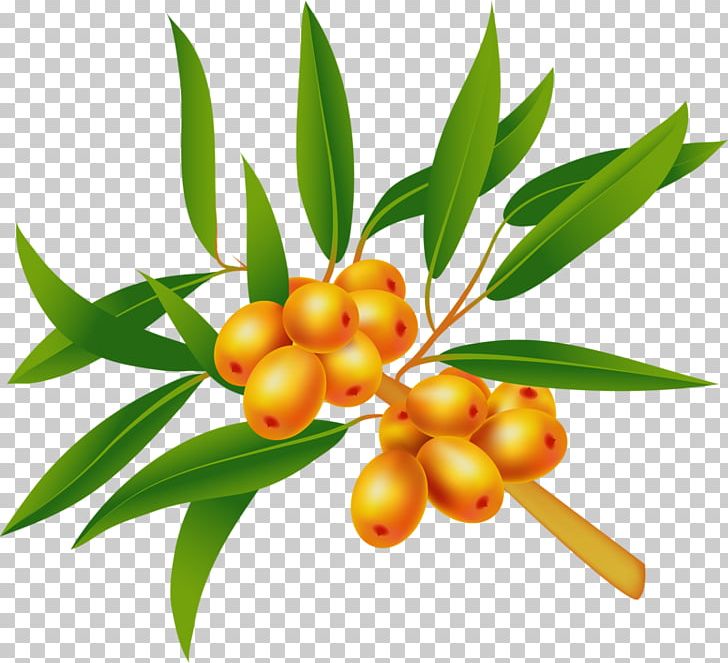 Seaberry Sea Buckthorn Oil Euclidean Illustration PNG, Clipart, Berry, Branch, Buckthorn, Element, Food Free PNG Download