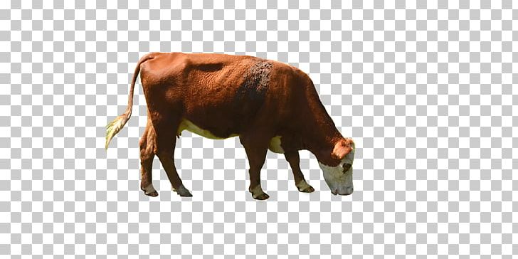 Dairy Cattle Betsy The Cow White Park Cattle Desktop PNG, Clipart, Animal Figure, Betsy The Cow, Bison, Bull, Cattle Free PNG Download