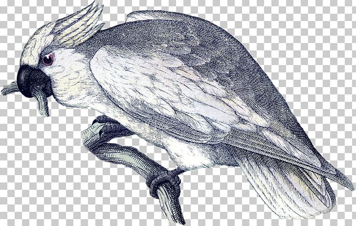 Finch Drawing Beak /m/02csf PNG, Clipart, Beak, Bird, Bird Of Prey, Birds, Drawing Free PNG Download