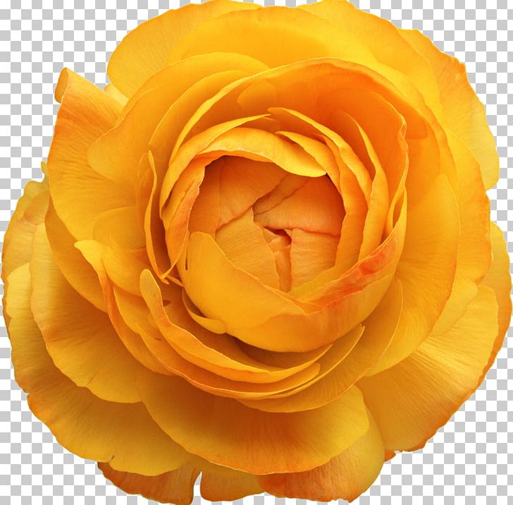 Flower Yellow Photoshop Plugin PNG, Clipart, Closeup, Color, Cut Flowers, Desktop Wallpaper, Floribunda Free PNG Download