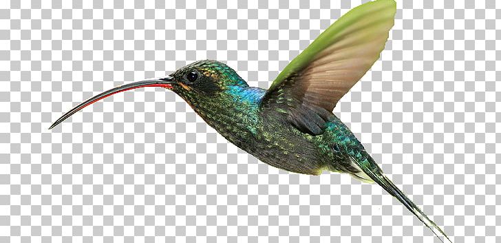 Hummingbird Lossless Compression PNG, Clipart, Animal, Animals, Beak, Bird, Computer Software Free PNG Download