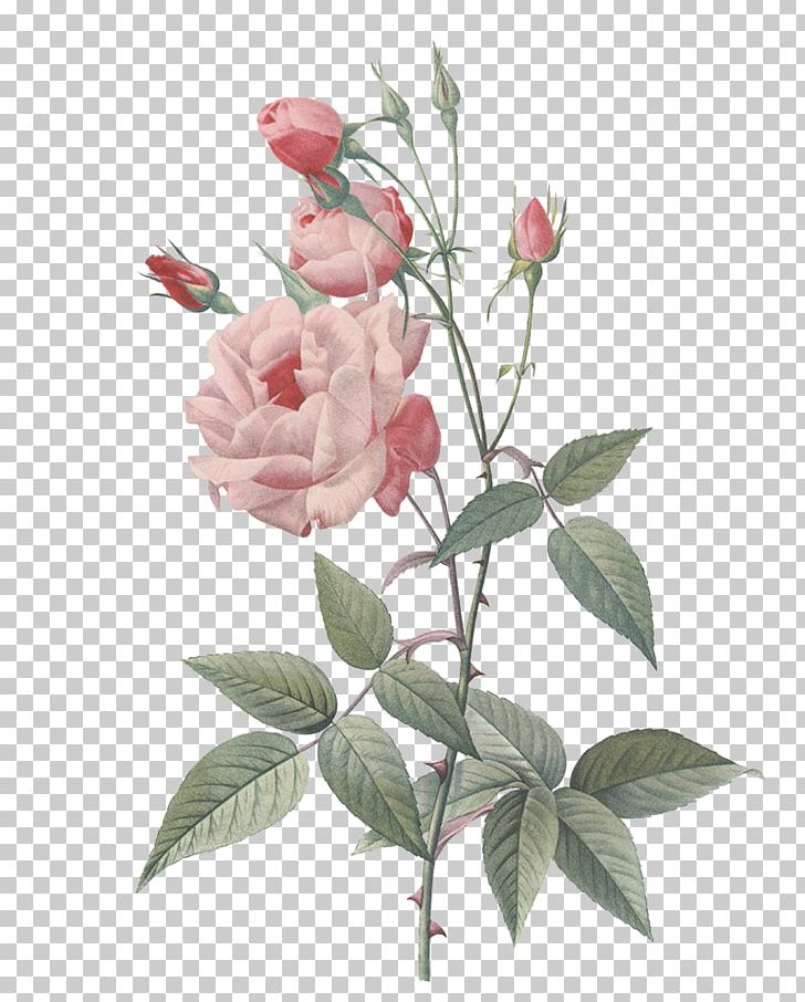 Rose Painting Botany Floral Design PNG, Clipart, Art, Artist, Botanical Illustration, Botany, Branch Free PNG Download