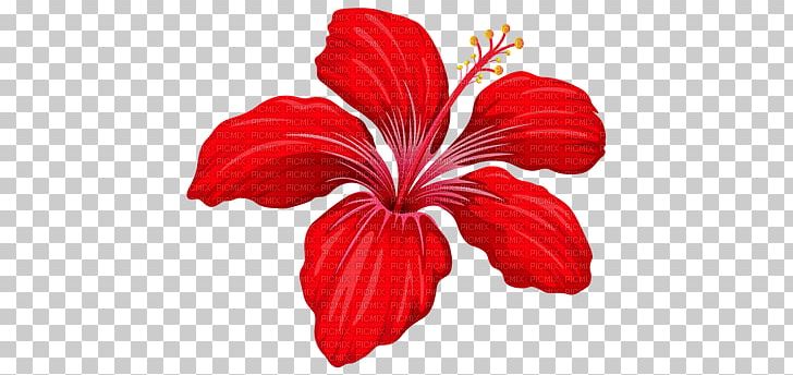 Flower PNG, Clipart, China Rose, Chinese Hibiscus, Clip Art, Cut Flowers, Depositphotos Free PNG Download