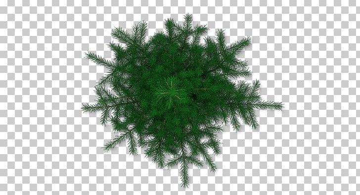 Tree Pine PNG, Clipart, Architectural Rendering, Arecaceae, Branch, Christmas Ornament, Computer Software Free PNG Download