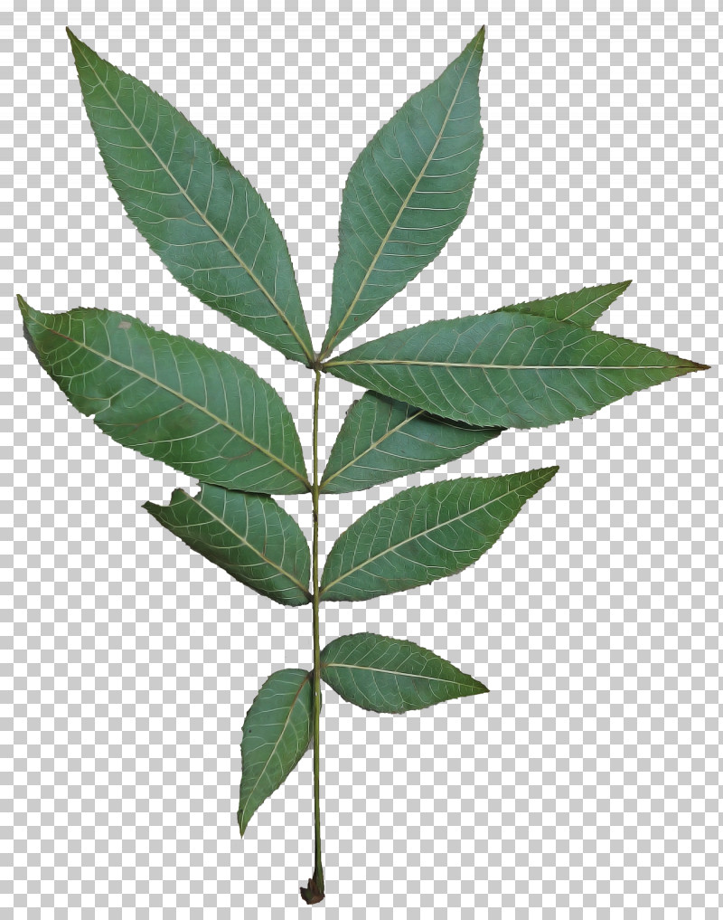 Flower Leaf Plant Tree Woody Plant PNG, Clipart, Flower, Leaf, Plant, Plant Stem, Tree Free PNG Download