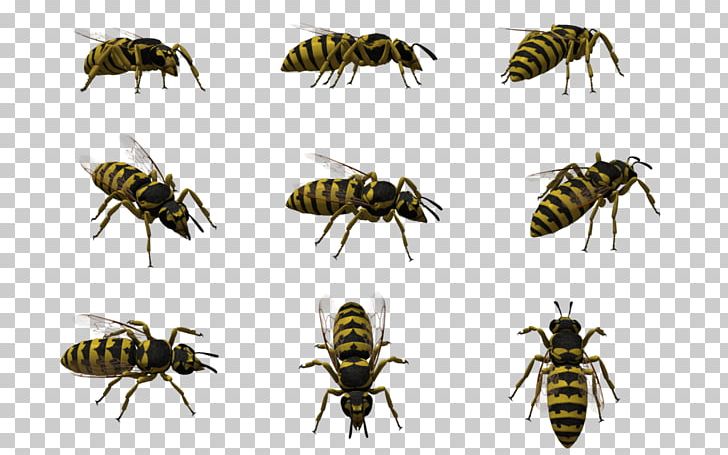 Bee Insect Bald-faced Hornet Wasp PNG, Clipart, Animal, Art, Arthropod, Baldfaced Hornet, Bee Free PNG Download