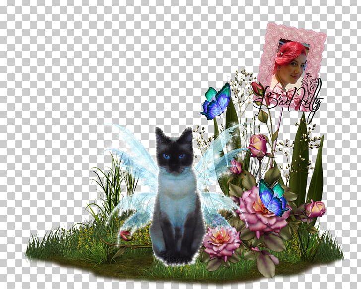 Kitten Whiskers Flower PNG, Clipart, Cat, Cat Like Mammal, Flower, Kitten, Plant Free PNG Download