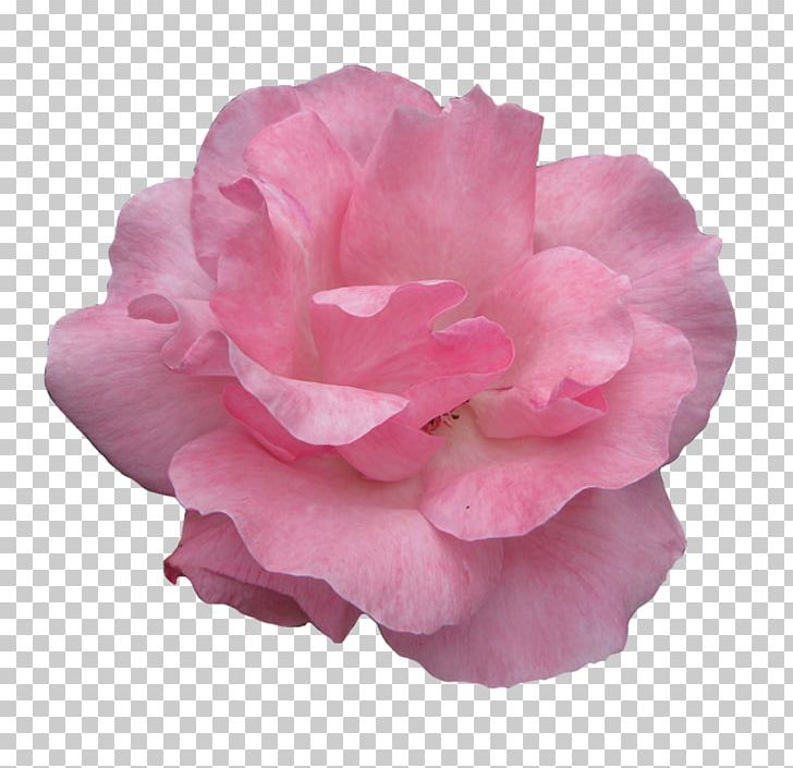 Rose Pink Flowers Pink Flowers PNG, Clipart, Camellia, China Rose, Clip Art, Cut Flowers, Desktop Wallpaper Free PNG Download