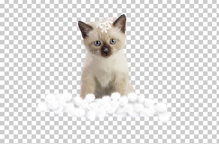 Tonkinese Cat Burmese Cat Siamese Cat Kitten Domestic Short-haired Cat PNG, Clipart, Animal, Carnivoran, Cat Like Mammal, Cats, Domestic Short Haired Cat Free PNG Download