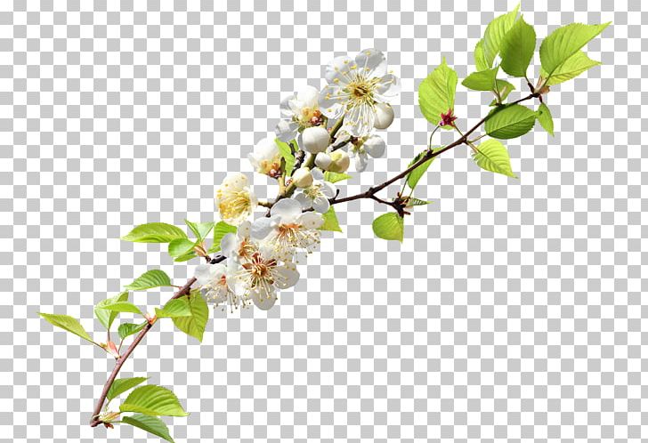 Twig Blossom Branch PNG, Clipart, Blossom, Branch, Bud, Cherry Blossom, Desktop Wallpaper Free PNG Download