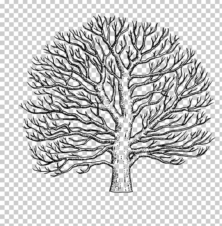 Branch American Sycamore Western Sycamore Line Art Drawing PNG, Clipart, American Sycamore, Area, Black And White, Branch, Drawing Free PNG Download