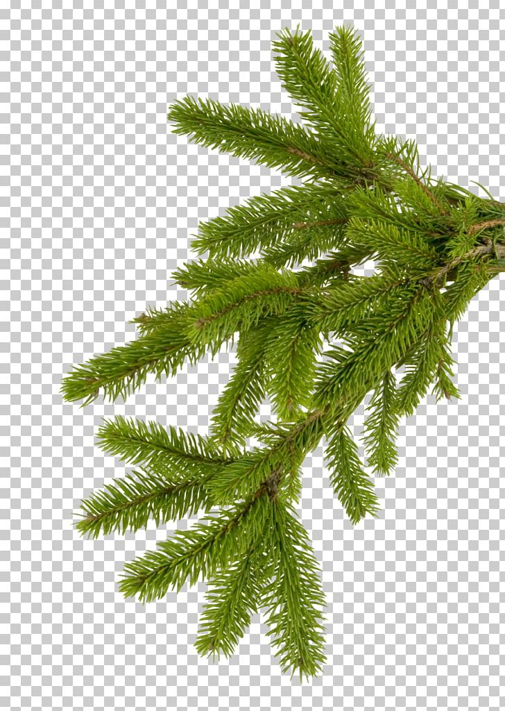 Branch Spruce Needle New Year Tree PNG, Clipart, Biome, Branch, Christmas, Christmas Ornament, Christmas Tree Free PNG Download