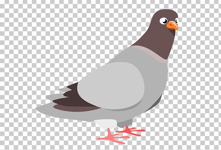 Columbidae Homing Pigeon PNG, Clipart, Animals, Beak, Bird, Columbidae, Computer Icons Free PNG Download