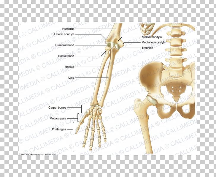 Elbow Bone Forearm Human Anatomy PNG, Clipart, Anatomy, Angle, Arm, Bone, Capitate Bone Free PNG Download
