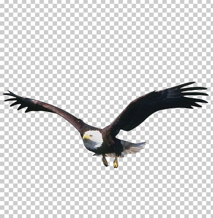 Flight Bird Eagle PNG, Clipart, Accipitriformes, Animal, Animals, Bald Eagle, Beak Free PNG Download