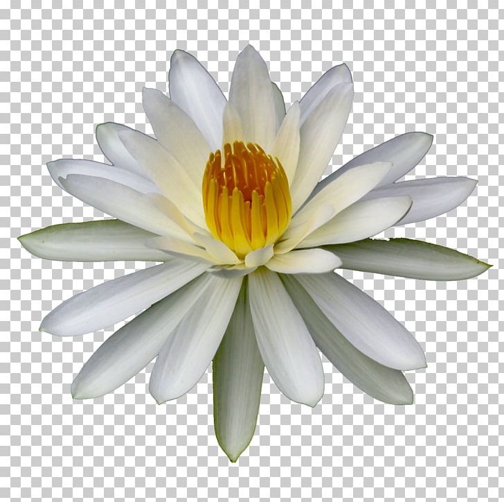 Flower Lilium Water Lilies Body Of Water Plant PNG, Clipart, Body Of Water, Daisy Family, Desktop Wallpaper, Flower, Information Free PNG Download