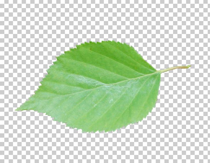 Leaf Plant Stem PNG, Clipart, Leaf, Plant, Plant Stem, Southern Legacy Minerals Inc Free PNG Download