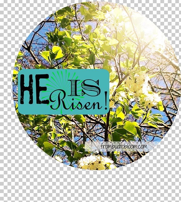 Wedding Flower Branching Slide Show PNG, Clipart, Branch, Branching, Flora, Flower, He Is Risen Free PNG Download