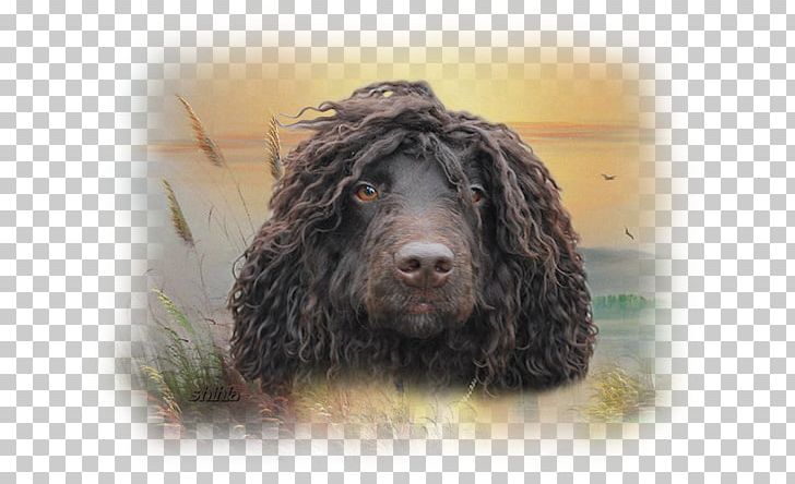 Field Spaniel Irish Water Spaniel American Water Spaniel American Cocker Spaniel English Cocker Spaniel PNG, Clipart, Boykin Spaniel, Carnivoran, Cockapoo, Dog, Dog Breed Free PNG Download