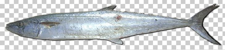 Milkfish Requiem Sharks Marine Mammal PNG, Clipart, Animal, Animal Figure, Animals, Bony Fish, Fish Free PNG Download