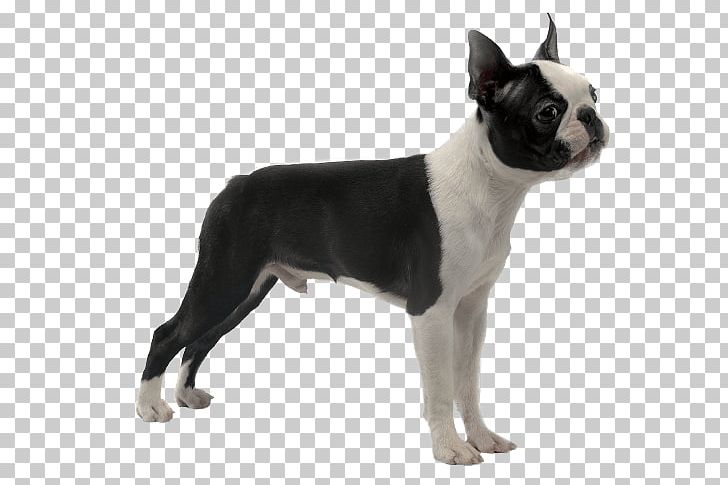 Boston Terrier Toy Bulldog Valley Bulldog Dog Breed English White Terrier PNG, Clipart, Appearance, Boston, Boston Terrier, Breed, Bulldog Free PNG Download