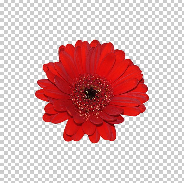 Flower Red Transvaal Daisy Mother 3 PNG, Clipart, Chrysanths, Common Sunflower, Cut Flowers, Daisy Family, Flower Free PNG Download