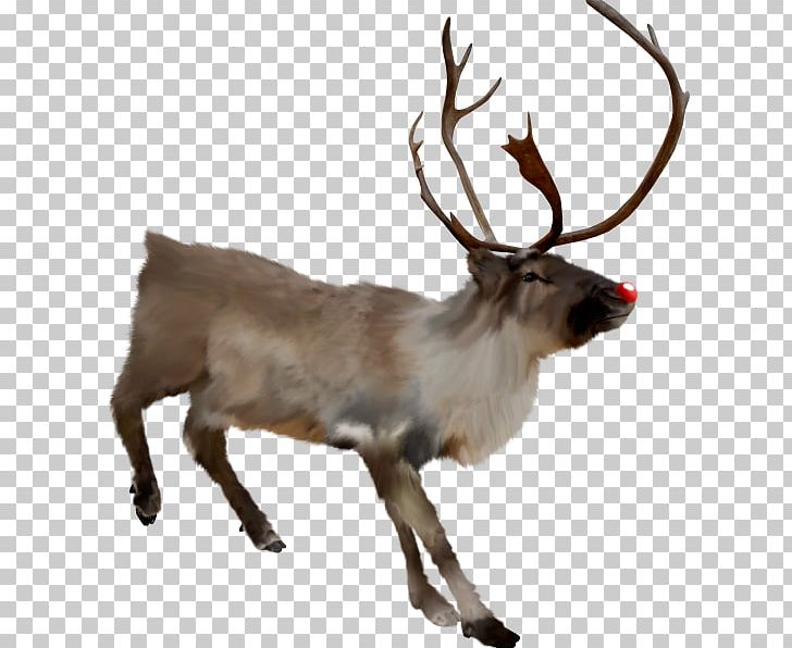 Reindeer Elk Fauna Terrestrial Animal PNG, Clipart, Animal, Antler, Deer, Elk, Fauna Free PNG Download