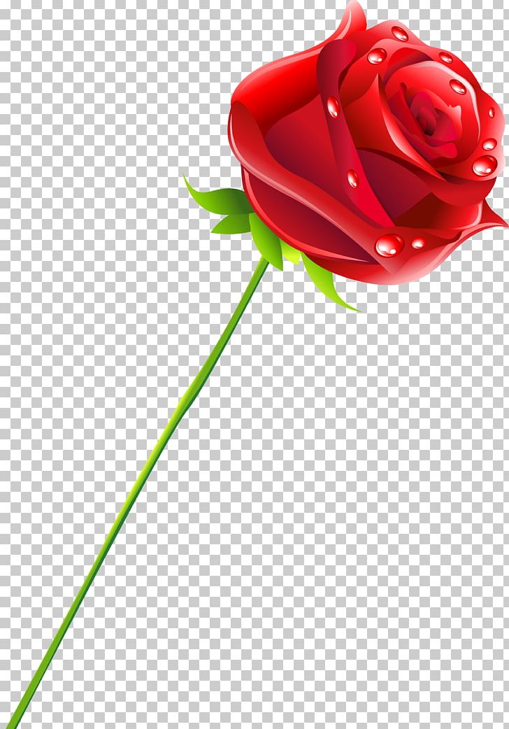 Cut Flowers Garden Roses Rosaceae PNG, Clipart, Bud, Cut Flowers, Family, Flower, Flowering Plant Free PNG Download
