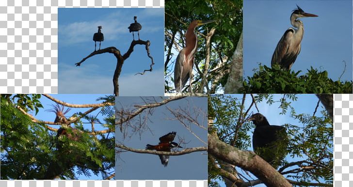 Fauna Ecosystem Beak Branching PNG, Clipart, Beak, Bird, Branch, Branching, Dolphin Free PNG Download