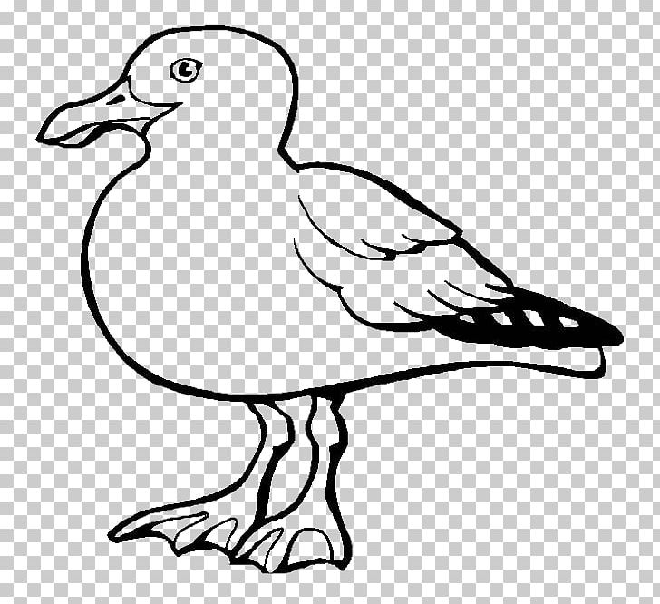 Gulls Bird European Herring Gull California Gull Coloring Book PNG, Clipart, Animals, Child, Color, Fauna, Flight Free PNG Download