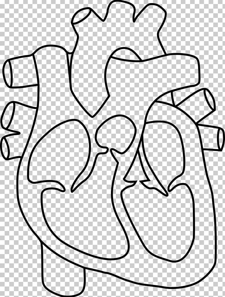 Heart Anatomy Coloring Book Drawing PNG, Clipart, Area, Arm, Art, Black, Circle Free PNG Download