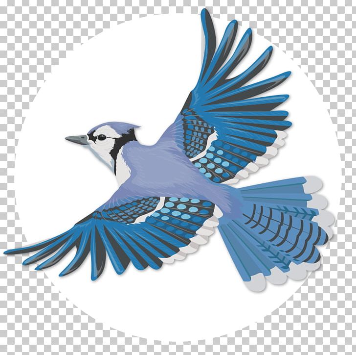 Blue Jay Bird Flight Wing PNG, Clipart, Beak, Bird, Bird Flight, Birdwatching, Bluebird Free PNG Download
