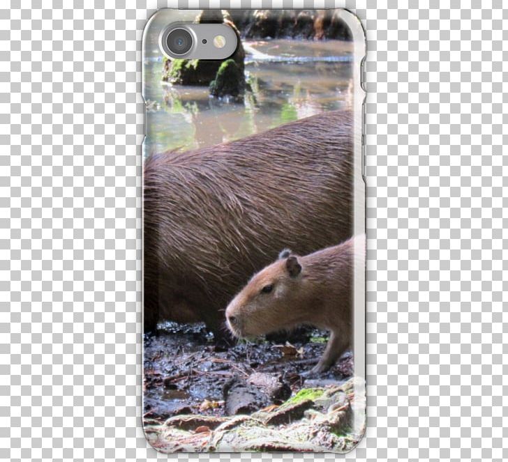 Capybara Otter Fauna Snout Wildlife PNG, Clipart, Capybara, Fauna, Mammal, Others, Otter Free PNG Download