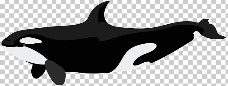 Killer Whale Dolphin PNG, Clipart, Animal, Animal Figure, Beak, Black, Black And White Free PNG Download