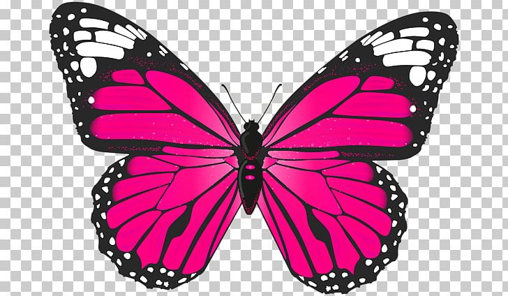 Butterfly PNG, Clipart, Arthropod, Blue, Brush Footed Butterfly, Butterflies And Moths, Butterfly Free PNG Download