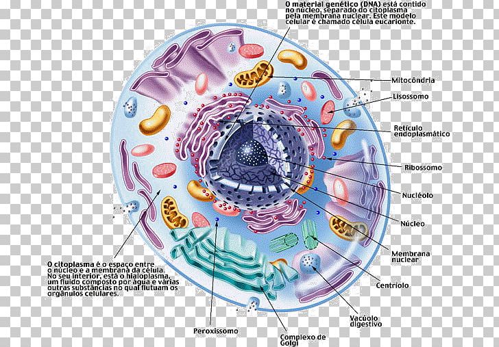 Cell Cèl·lula Eucariota Ribosome Eukaryote Cèl·lula Animal PNG, Clipart, Animal, Biology, Cel, Cell, Cell Biology Free PNG Download