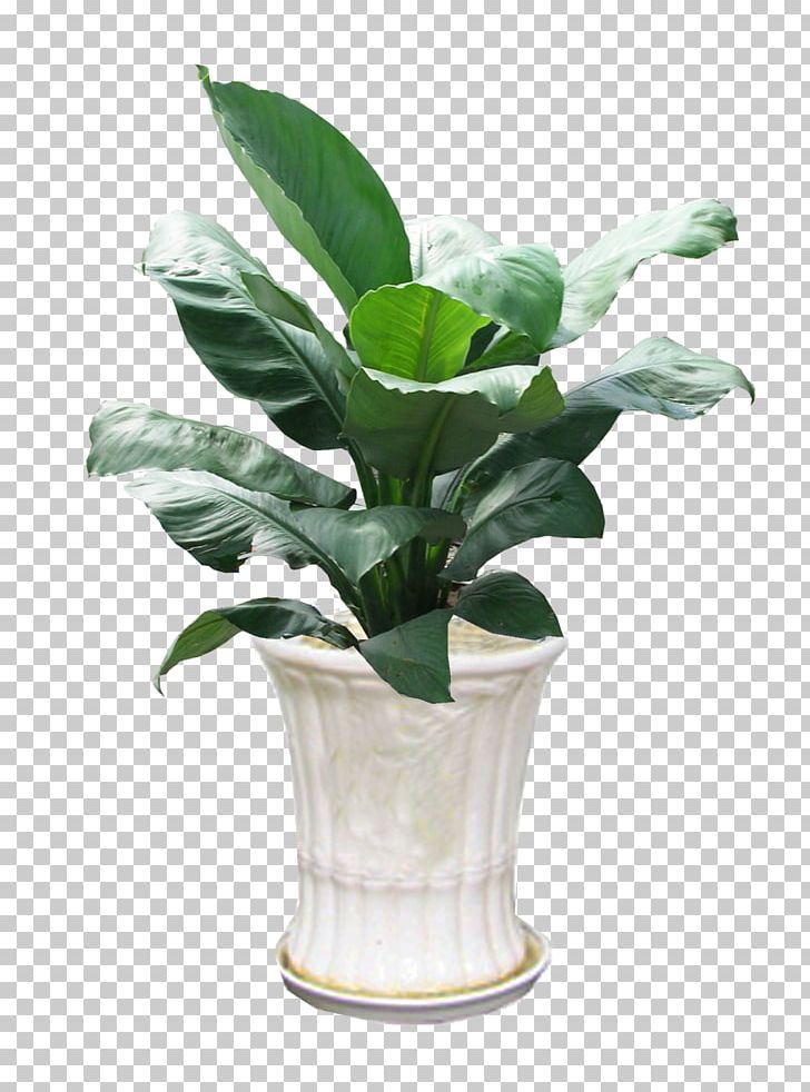 Ornamental Plant Peace Lily Orchids Spathiphyllum Patinii Homo Sapiens PNG, Clipart, Aloe Vera, Apartment, Architectural Engineering, Flowerpot, Garden Free PNG Download