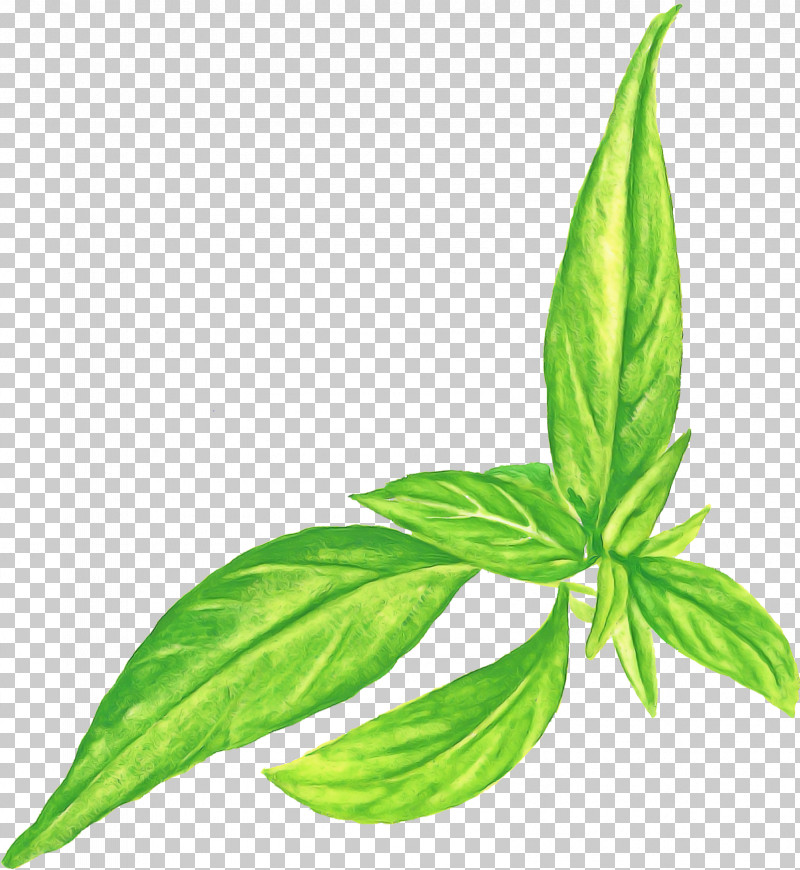 Basil Leaf Plant Stem Herb Peppermint PNG, Clipart, Basil, Biology, Branch, Chemistry, Herb Free PNG Download