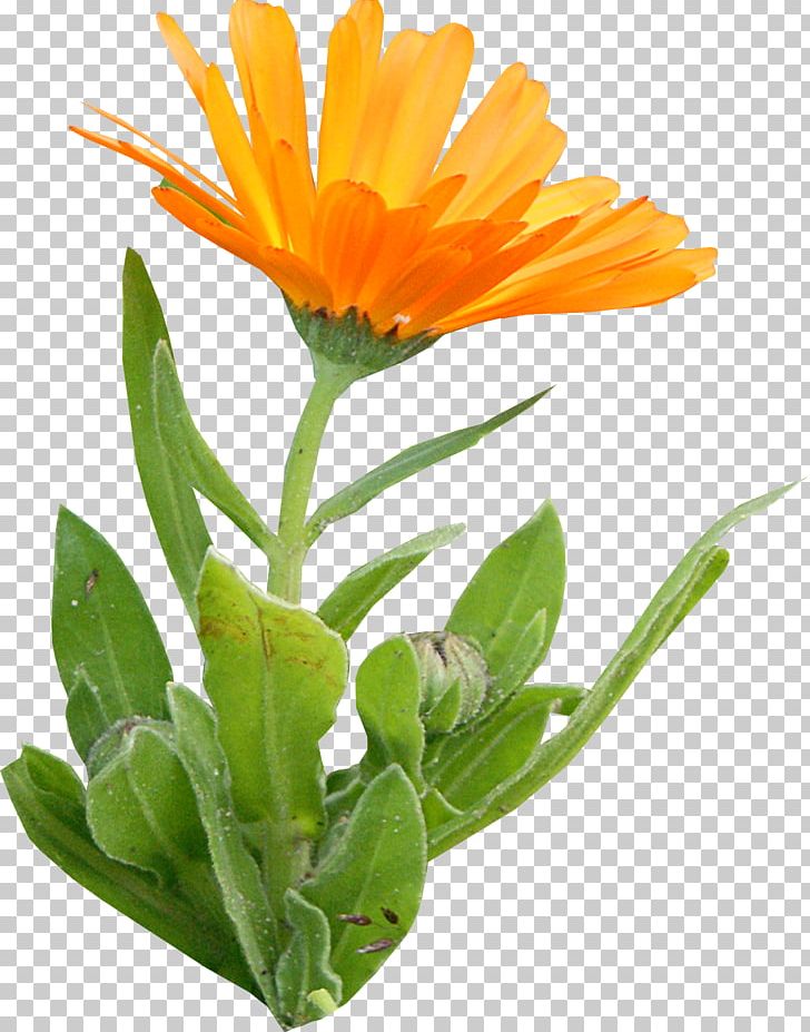Calendula Officinalis Annual Plant Daisy Family Flower PNG, Clipart, Annual Plant, Aster, Calendula, Calendula Officinalis, Daisy Family Free PNG Download