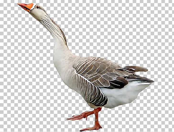 Goose Duck Desktop PNG, Clipart, Animals, Beak, Bird, Computer Icons, Cute Free PNG Download